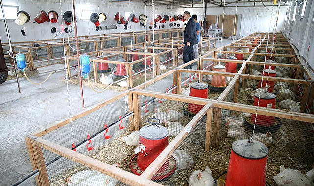 Kenevir küspesi yeminin kümes hayvanlarına etkisi