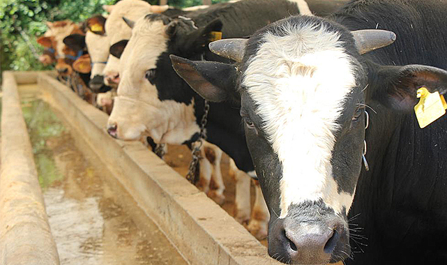 Kurban etlerini nasıl muhafaza etmeliyiz?