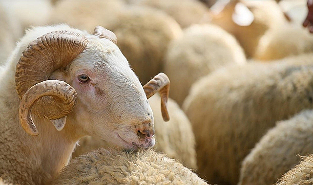 Kurbanlık alacaklara önemli uyarı!