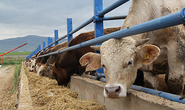 Kurbanlıkta ideal fiyat aralığını açıkladı