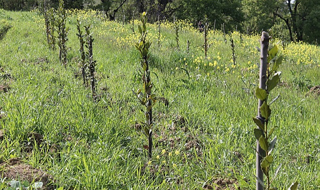 Samsun'da 120 dönüm araziye 20 bin defne fidanı dikildi