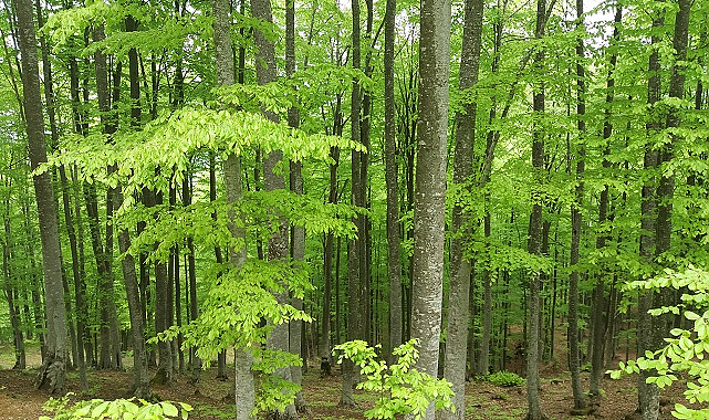 Samsun'da 4 ay boyunca ormanlara giriş yasak