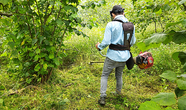 Samsun'da fındık altı temizliği sürüyor