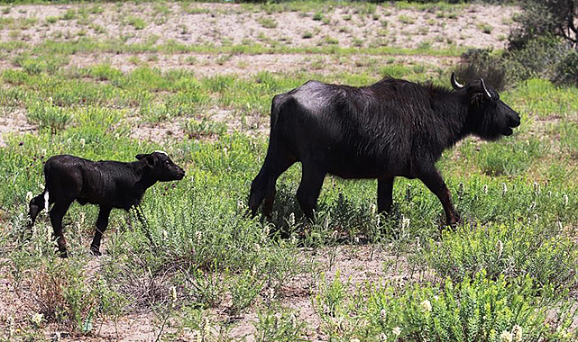 Samsun manda popülasyonunda Türkiye'de ilk sırada