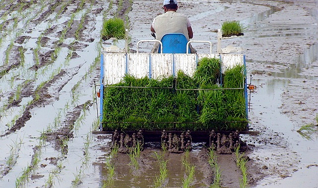 Tarımda büyük tehlike!