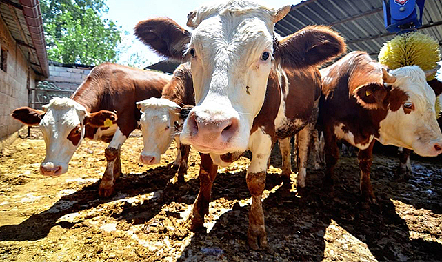 Türk Kızılay, kurban bedellerini açıkladı