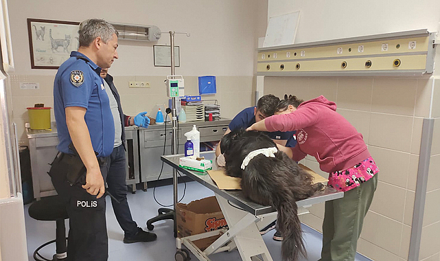 Yaralı bulunan köpek tedavi altına alındı