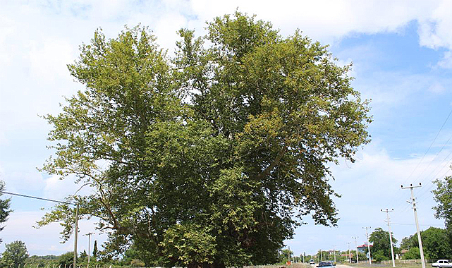 700 yıldır dimdik ayakta