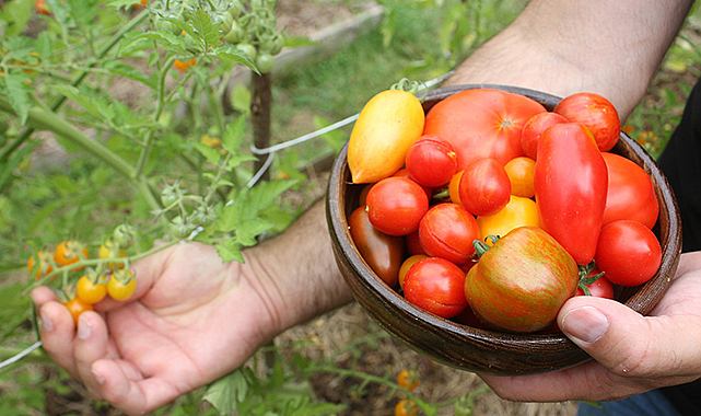 82 çeşit domates üretiyorlar