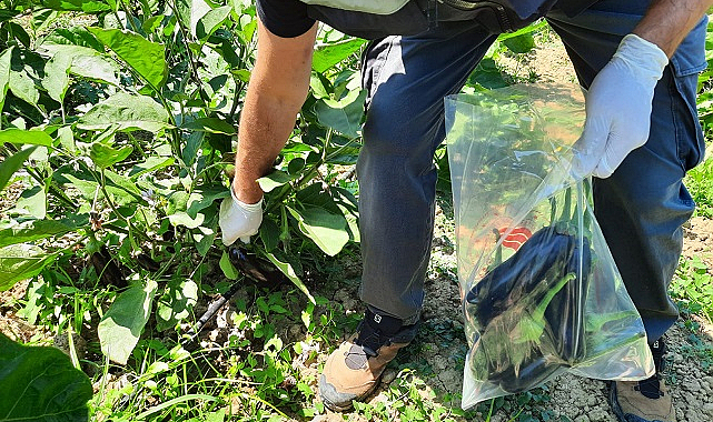 Alaçam'da hasat öncesi seralara kontrol