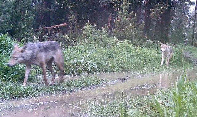 Artvin'de ormanda kurt sürüsü görüntülendi