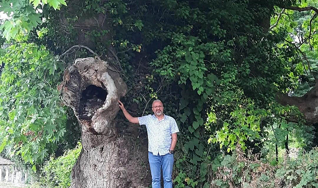Asırlık çınarlar koruma altına alınsın