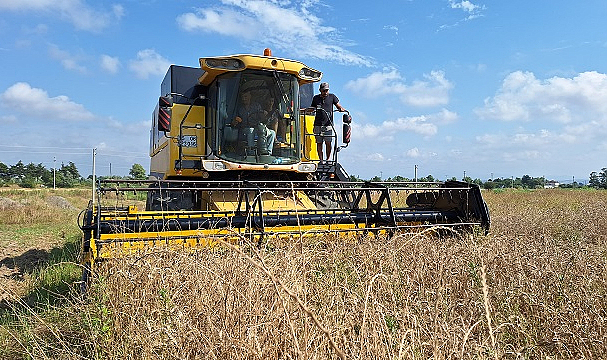 Bafra Ovası'nda hasat zamanı! Verim düşük