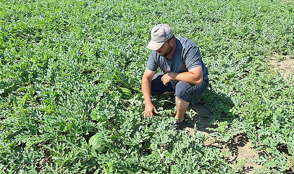 Bafra Ovası'nda erkenci karpuzun hasadına başlandı