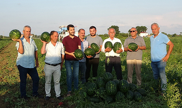 Bu sene karpuzun tadı yok! Tek umut Bafra karpuzu
