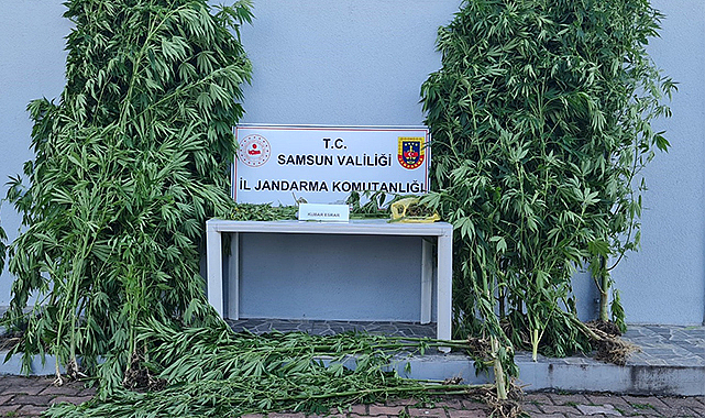 Çarşamba’da 39 kök kenevir ele geçirildi