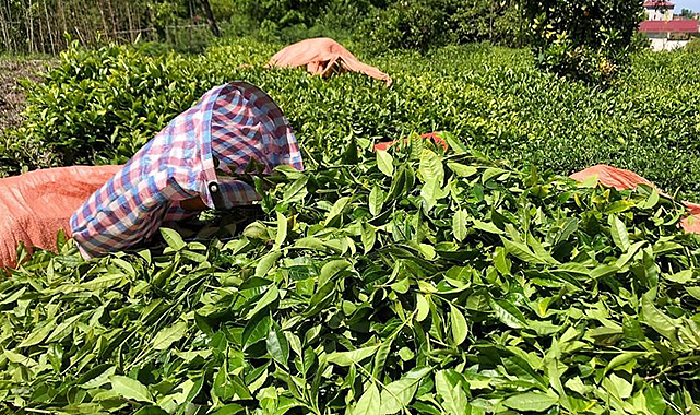 Çay alımında kontenjan yok!