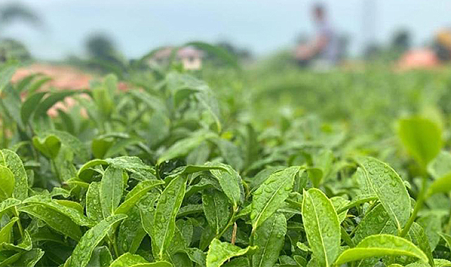 ÇAYKUR ikinci sürgün çay alımlarına başladı
