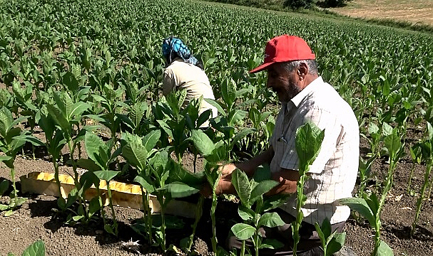 Çiftçiler 70 TL'den tütün alan firmalardan şikayetçi!