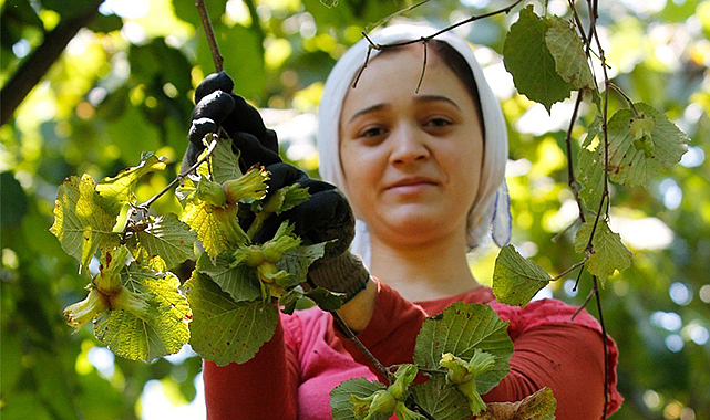 Fındık en az 100 lira olmalı