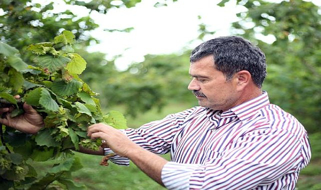 Fındıkta verimi ve kaliteyi artıran örnek proje!