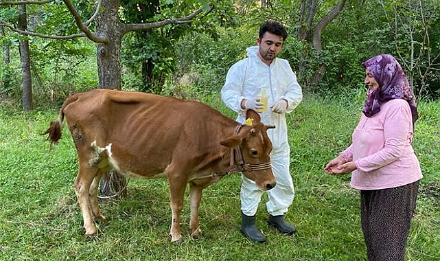 Giresun’da keneye karşı 70 bin 312 büyükbaş hayvan ilaçlandı