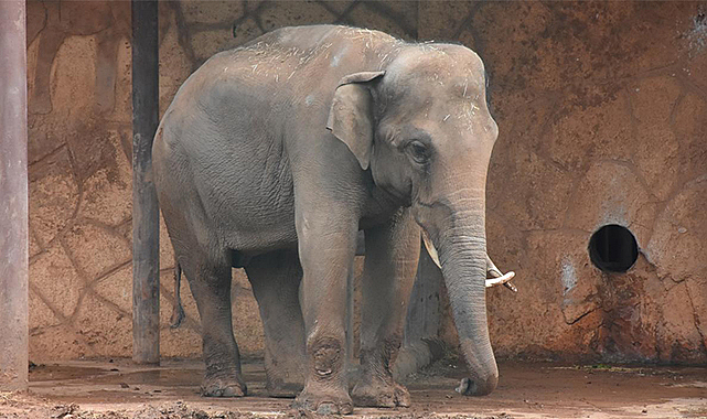 İtalya'nın güneyinde bir fil sirkten kaçtı