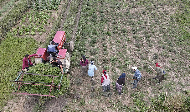 Kardiyoloji uzmanı tıbbi aromatik bitki yetiştiriyor