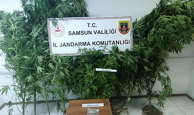 Kümeste 20 kök kenevir ele geçirildi