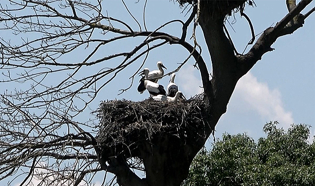 Kuş Cenneti’nde yavru leylekler uçuşa hazır