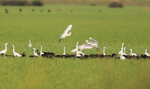 Kuş Cenneti pek çok canlıya ev sahipliği yapıyor