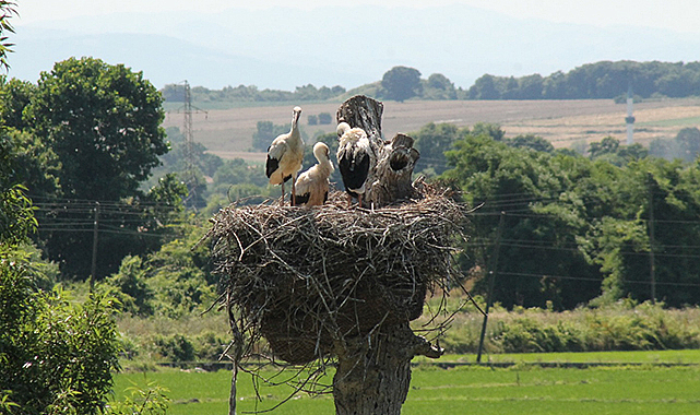Leylek Toki’nin yazlıkçıları yuvalarını tamir ediyor