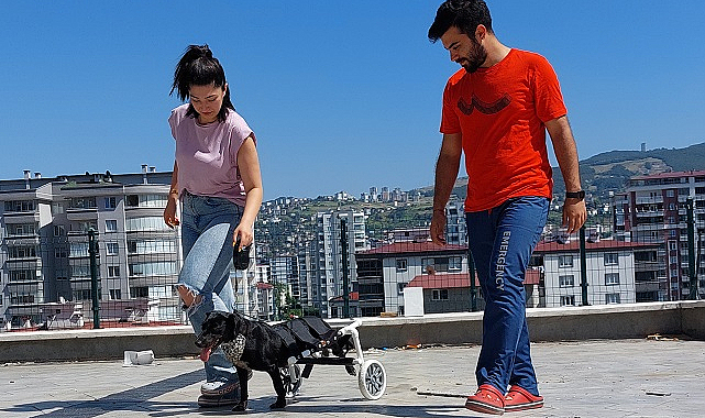 Mucizenin adı Zeytin! O artık yürüyebiliyor