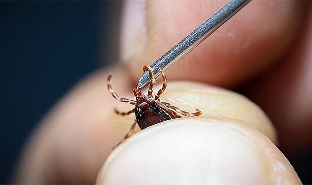 Samsun'da kene kabusu! Uyarı verildi