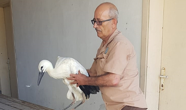 Samsun'da yaralı leylek yavrusu koruma altına alındı