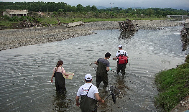 Taş ısıran balık Samsun'da tespit edildi