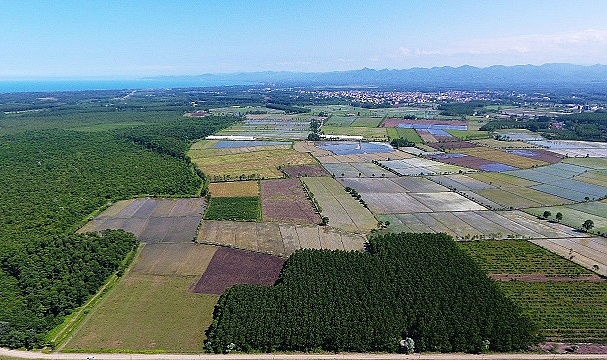 Terme’de 11 bin ton çeltik rekoltesi bekleniyor