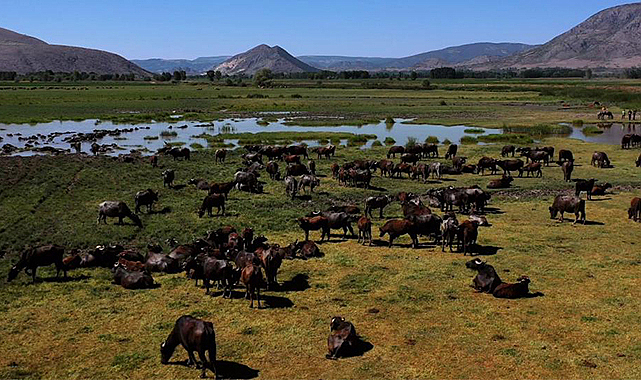 Tokat'ta Afrika'yı aratmayan görüntüler