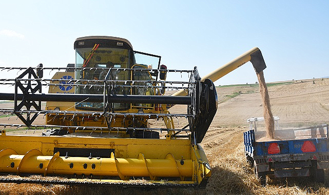 Vezirköprü ilçesinde buğday hasadı başladı