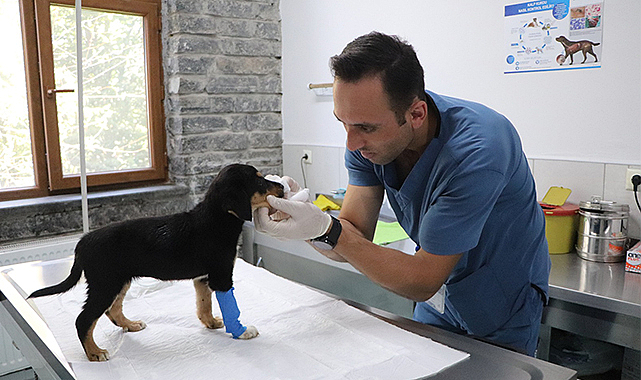 4 yılda 20 bin sokak hayvanı kısırlaştırıldı