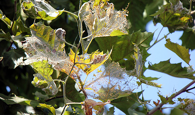 Ağaçların 1 numaralı düşmanı Samsun’da!