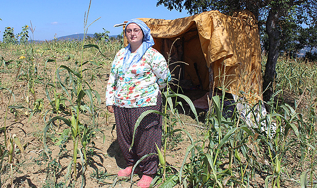 Asarcık’ta mısır tarlalarında ‘domuz’ nöbeti!