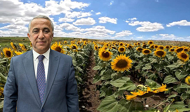 Ayçiçeğinde sevindiren gelişme: 'Çayır tırtılı' yok