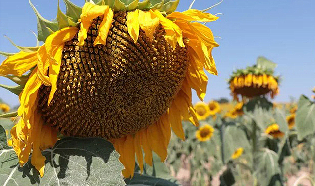 Ayçiçek yağı fiyatları yükselebilir