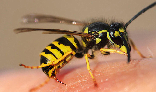 Aydın'da 'arı sokması' sebebiyle bir kişi hayatını kaybetti