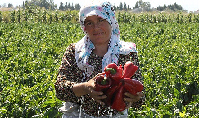 Bafra'da kapya biber hasadı! Tarlada kilosu 15 lira