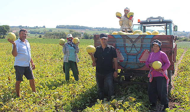 Bafra Ovası’nda kavun hasadı bitiyor