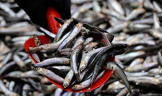 Bu yıl hamsi ve lüfer bolluğu olacak