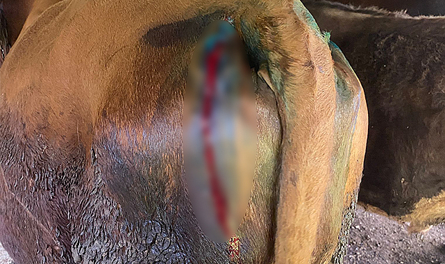 Bunun adı canilik! 4 hayvana baltalı saldırı