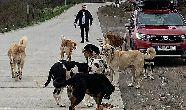 Burak Şahinkaya: "Sokak hayvanlarına Avrupa çözümünü destekliyorum"